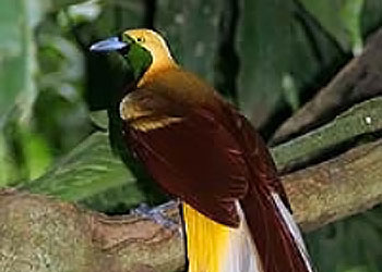 birdofparadiserotator.jpg