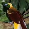birdofparadiserotator.jpg