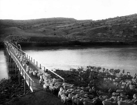 Sheep outnumbered cattle in Natrona County by 1903, when this band of  3,000 crossed the North Platte River near Alcova. Stimson Collection,  Wyoming State Archives.