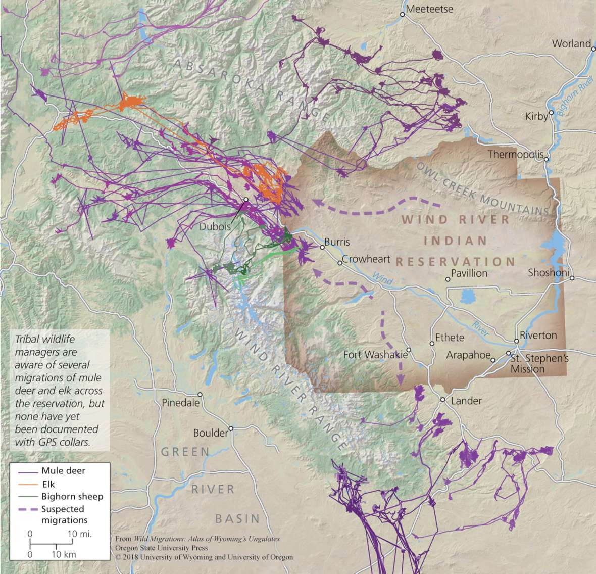Animals find prime winter range in the foothills of the Owl Creek Mountains and Wind River Range, and summer in the adjacent mountains, sometimes undertaking long-distance migrations north to the Absaroka Range or west to the Gros Ventre Range. A cooperative effort to study and map the mule deer and elk migrations of the Wind River Indian Reservation began in 2018. Map from Wild Migrations: Atlas of Wyoming’s Ungulates, Oregon State University Press © 2018 University of Wyoming and University of Oregon.