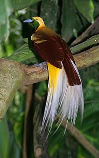 Bird of Paradise. Wikipedia photo.