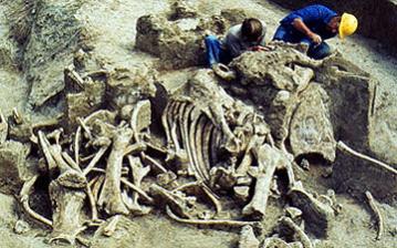 Archaeologists excavate mammoth bones at the Colby Mammoth Site. Wyoheritage.org photo.