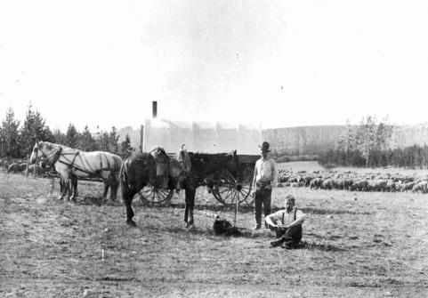 Sheepherders in the Bighorn Mountains, no date. Johnson County Jim Gatchell Memorial Museum.