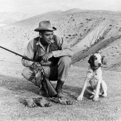 Starker Leopold was an avid hunter himself, and as a scientist, continually called for game managers to make more animals available to hunters, usually by improving habitat. Here, he pauses with gun, dog and three dead chukkar partridges in the Tremblor Range in California, November 1955. Leopold collection, University of Wisconsin-Madison archives.