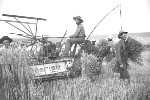 Five men in a wheat field threshing sheaves of wheat with an antique thresher