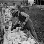 Along with glamorous dudes, celebrities and scenic vistas, Belden recorded daily work on the ranch. Here, herders paint the Pitchfork brand on sheep. Buffalo Bill Center of the West.