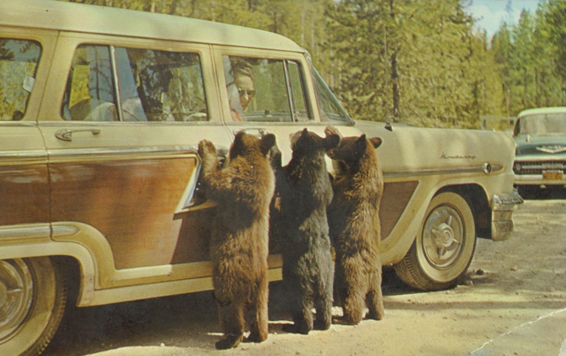 Tourism boomed in the postwar economy of the 1950s; in 1956, nearly 1.5 million people visited Yellowstone Park. Postcard sales boomed too. On this postcard, some harmless-looking bear cubs beg for food in Yellowstone. American Heritage Center.
