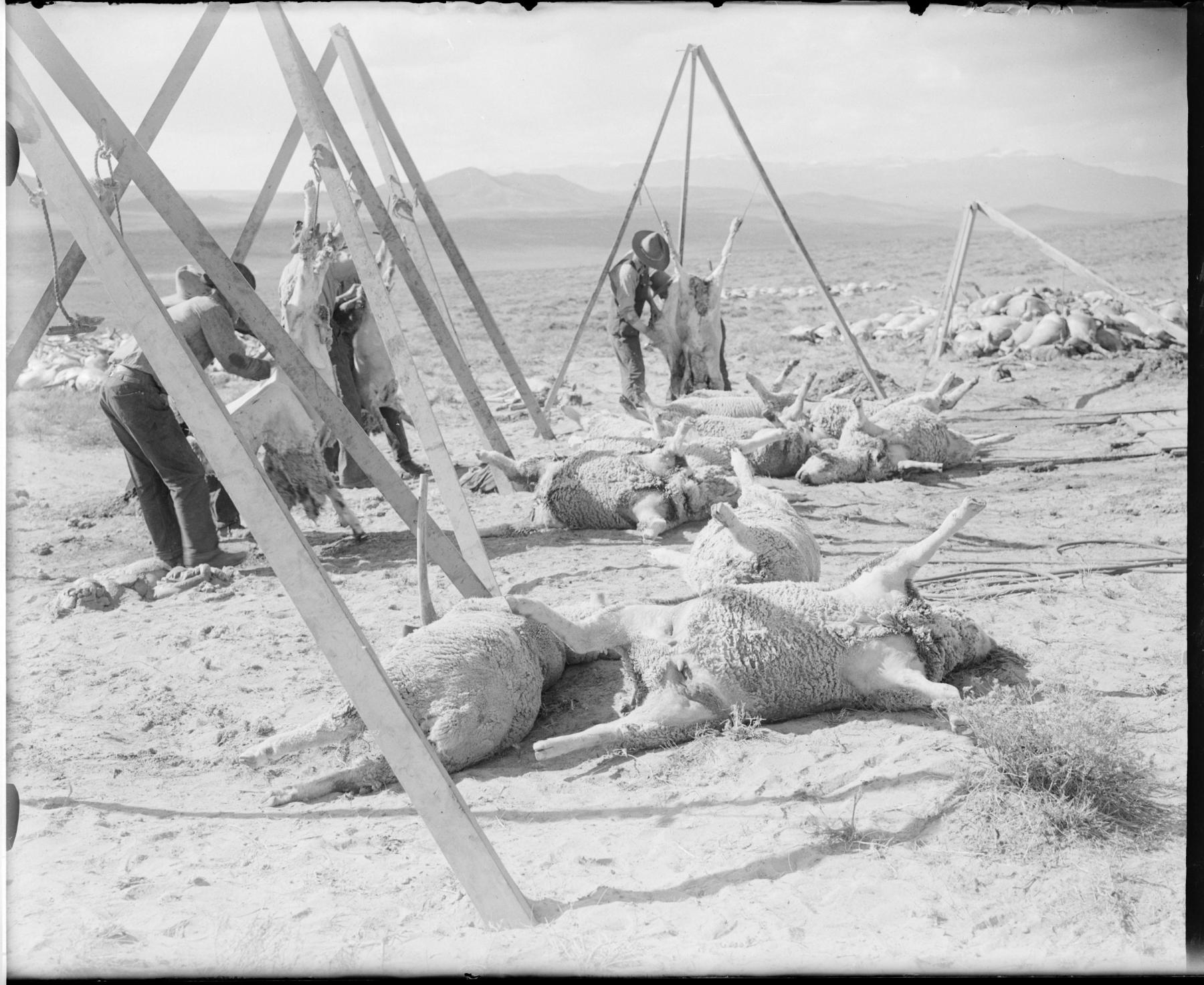 Several men remove the pelts from bloated sheep carcasses on tripods, hanging among more piles of bloated dead sheep