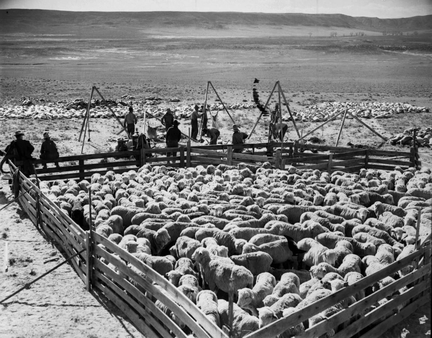 Corral cramed with sheep on an open plain, with men around the edges of the fencing