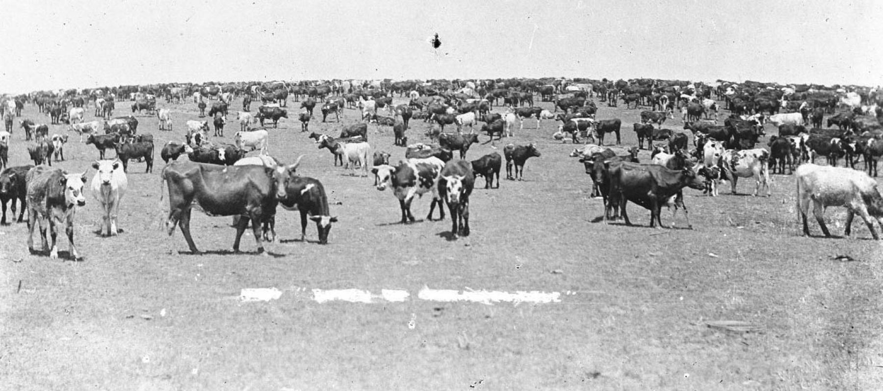 large herd of beef cattle standing on a wide open plain