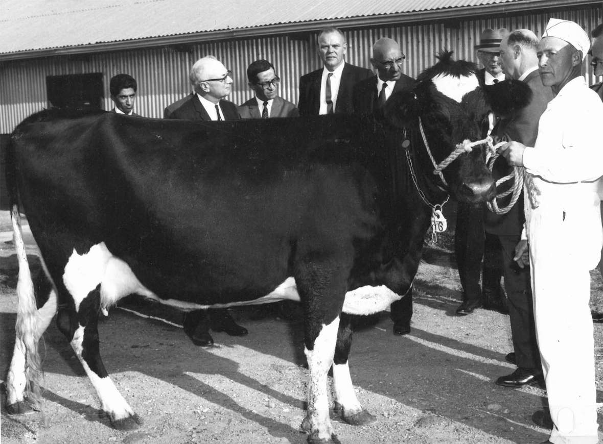 King Zahir, fifth from left, showed keen interest in dairying as he examined one of the top UW milk cows at the university’s stock farm. Facing the camera on the King’s right is Agriculture College Dean N.W. Hilston.” King Zahir, fifth from left, showed keen interest in dairying as he examined one of the top UW milk cows at the university’s stock farm. Facing the camera on the King’s right is Agriculture College Dean N.W. Hilston.”