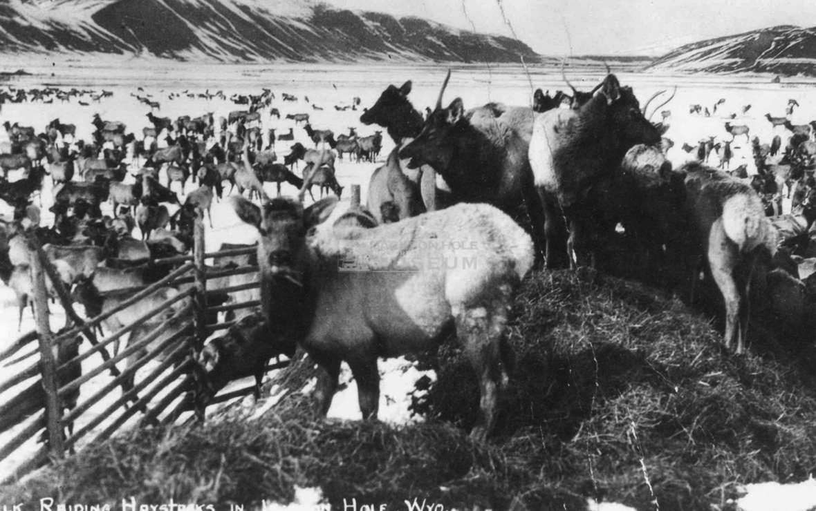 The settling of Jackson Hole upset ancient elk migration patterns, and the settlers’ success at killing wolves and other predators may have inflated elk populations. 'When their feed is cut off by heavy snow, the elk swarm over the ranches by the thousands, tear down fences and devour the ranchman's stock feed,' a newspaper reported in 1910. Jackson Hole Historical Society and Museum.