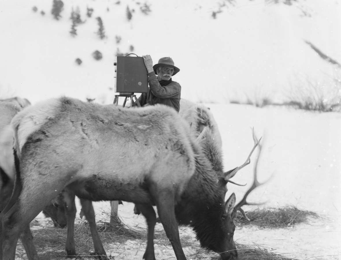 Leek films elk with a hand-crank movie camera in this undated photo. Photos attributed to Leek date back as far as 1891. By the early 20th century he was an accomplished wildlife photographer, and showed slides of starving elk on a tour of the West in 1909-1910. American Heritage Center.