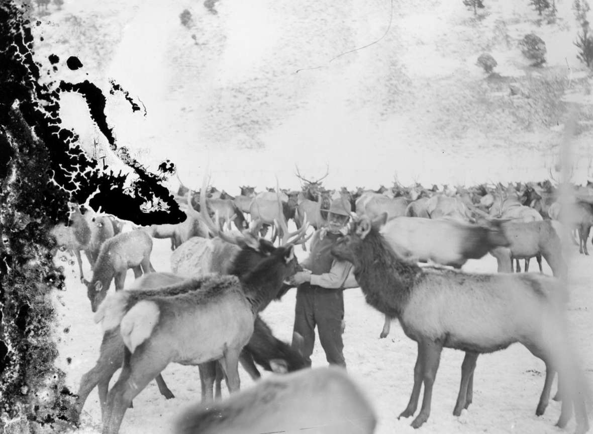 The elk Leek's pictures showed resembled pets, domesticated but with personality. His speaking tours built sympathy across the nation for their plight.. American Heritage Center.