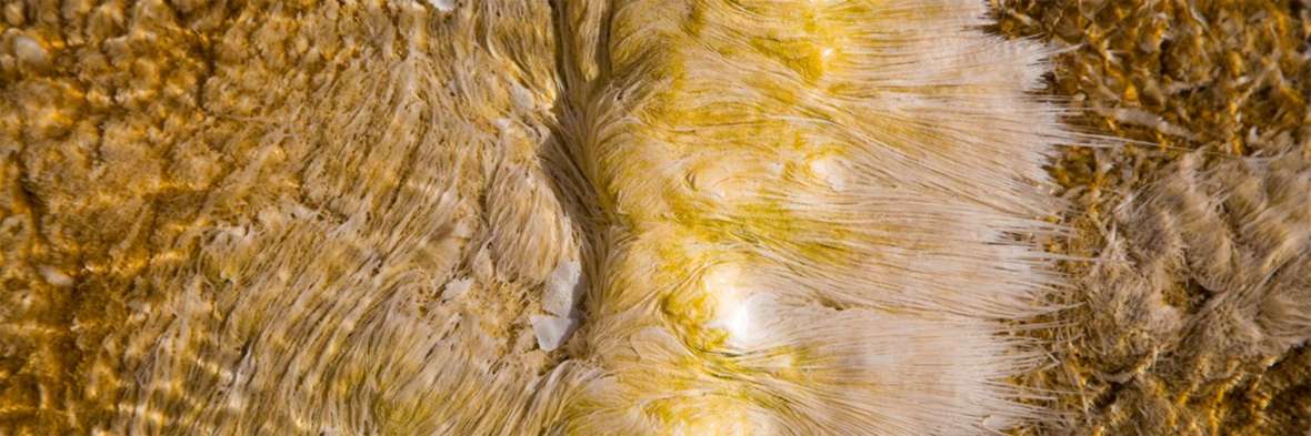 Heat-loving microbes in a Yellowstone hot pool. National Park Service photo.