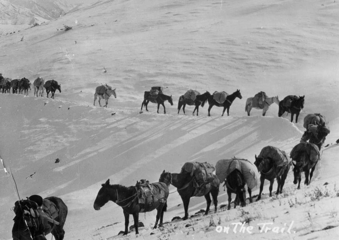 The Gates party needed 55 pack horses to carry all the supplies and provisions, plus 16 saddle horses for the sportsmen, guides, wranglers, and cooks. On their way out of the mountains in late October, 1913, they ran into a big snowstorm. Park County Archives.