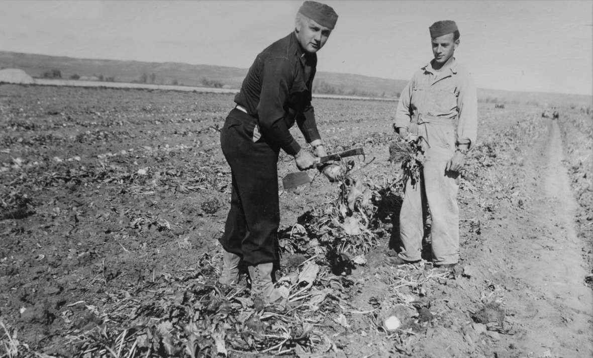 Two POWs top beets near Wheatland during the beet harvest, October 1944. Laramie Peak Museum. Two POWs top beets near Wheatland during the beet harvest, October 1944. Laramie Peak Museum.