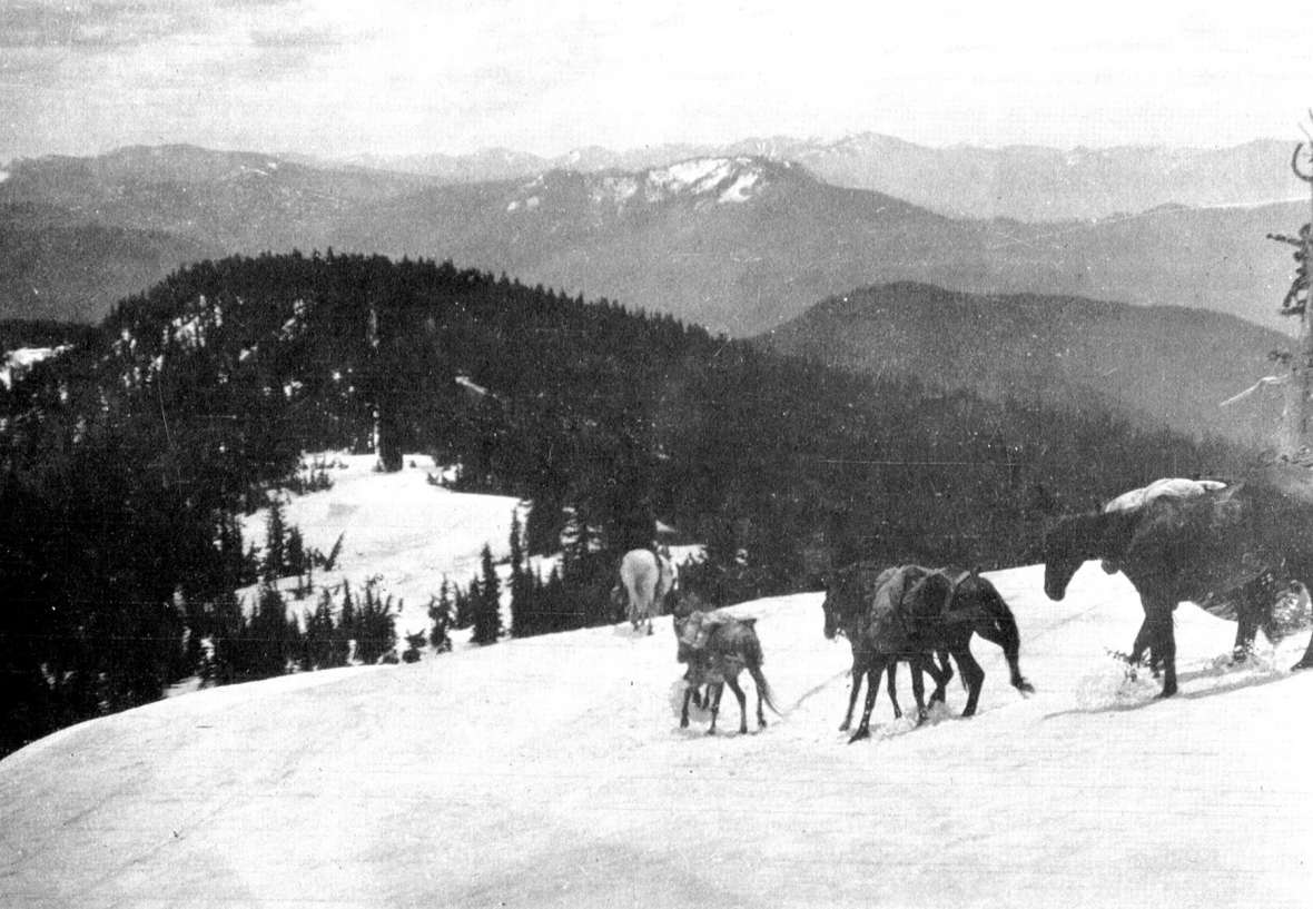 Pack animals in rough country on the 1904 survey of the Montana-Idaho border.  Mules were essential to Richards’s efforts. One tipped over backward from a cliff 40 feet high, flipped twice, landed on its back, smashed the pack and packsaddle but survived to go on working. Riverton Museum.