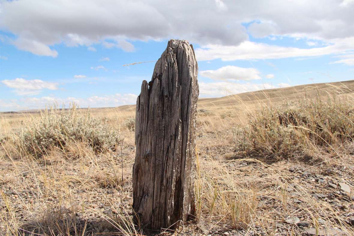 Some 27,000 poles were set every 75 yards over 1,086 miles from Fort Kearny, Nebraska Territory, to Fort Churchill, Cal. In the four months it took to build the line. A few stumps of the poles survive today in the area around South Pass. Jason Vlcan photo. Some 27,000 poles were set every 75 yards over 1,086 miles from Fort Kearny, Nebraska Territory, to Fort Churchill, Cal. In the four months it took to build the line. A few stumps of the poles survive today in the area around South Pass. Jason Vlcan photo.