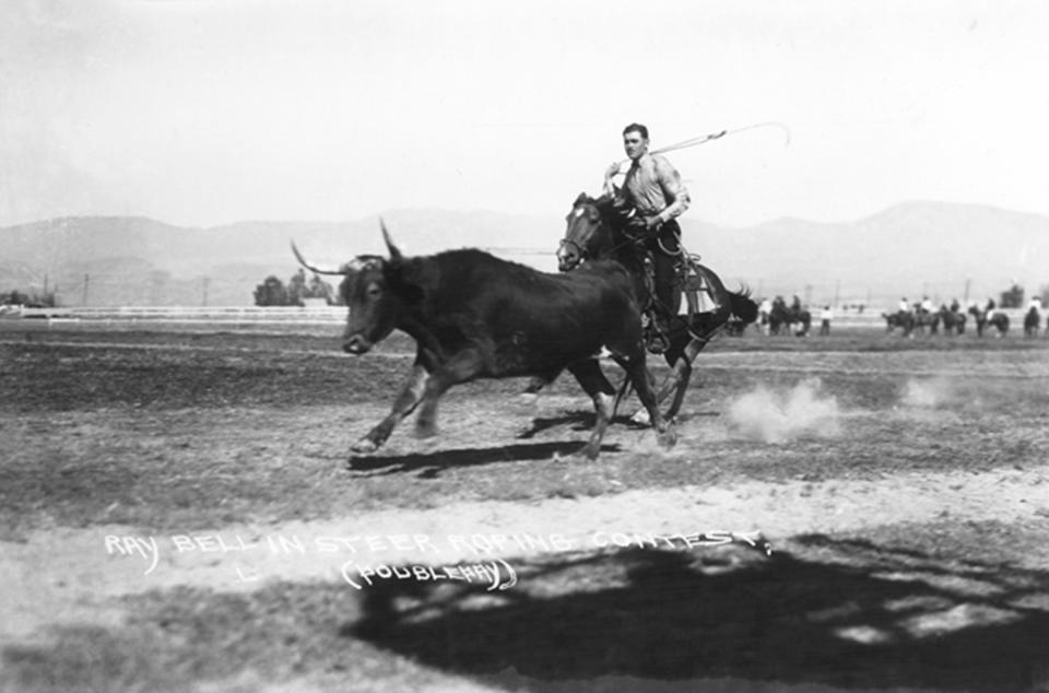 Ray Bell ropes a steer at Cheyenne Frontier days. 1930s R. R. Doubleday photo, Wyoming State Archives. 