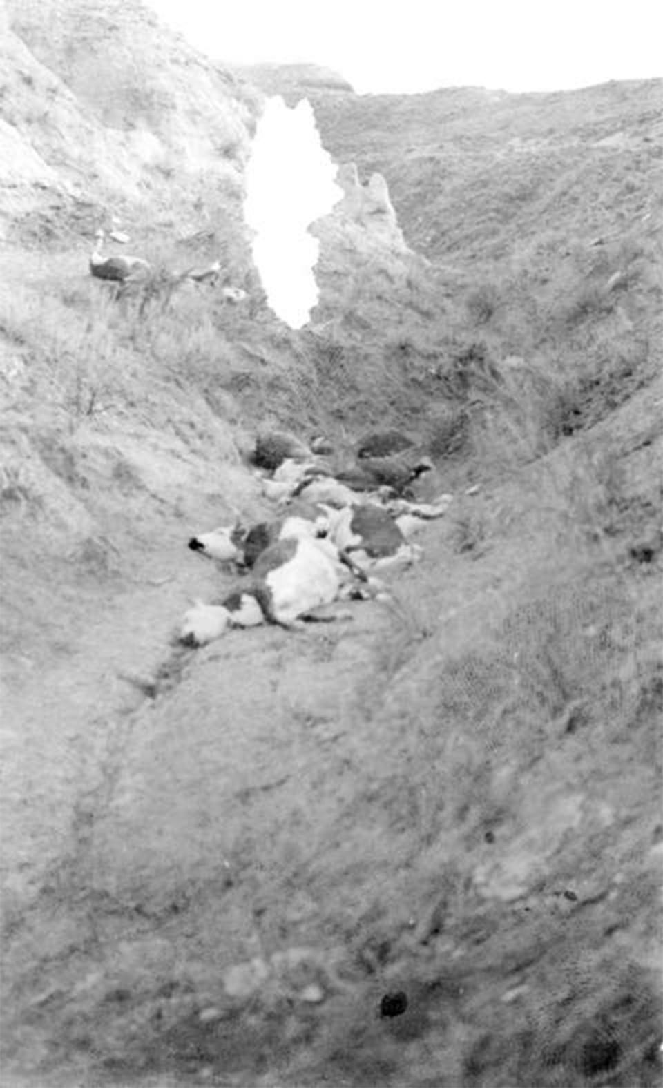 Federal reformers said stockmen were overgrazing; ranchers contended things would be fine once the rains came back. Shown here, cattle killed by drought on the O.W. Ranch, Johnson County, 1934. Wyoming State Archives.