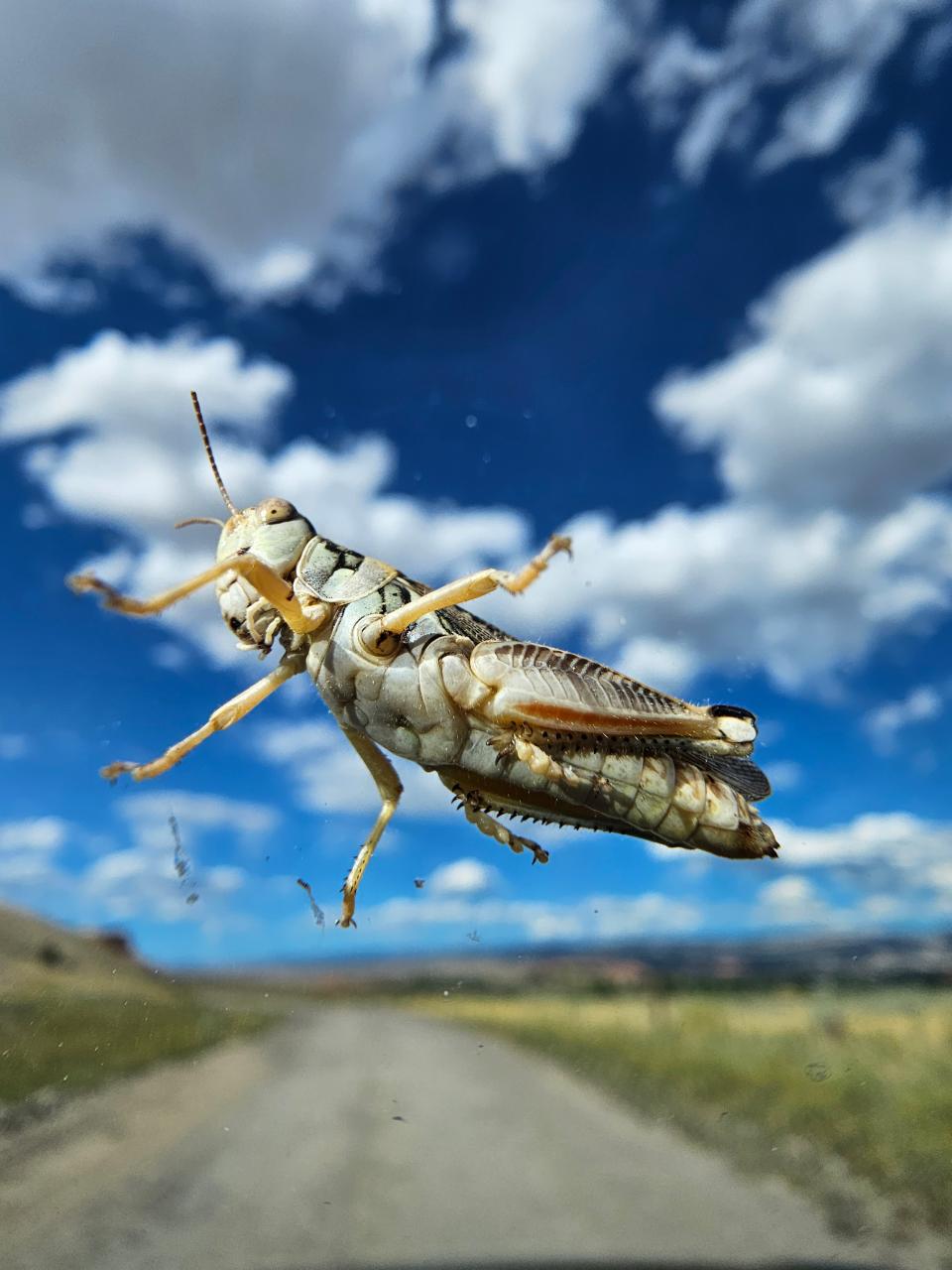 A photo of an adult Aeoloplides turnbulli (Thomas) or Russianthistle grasshopper on the windshield of a car the last grasshopper year. View of the underside of a grasshopper seen through glass so it looks suspended above a road in a biright summer landscape