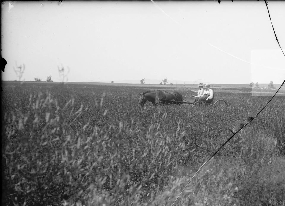 Professor Burt C. Buffum of the UW Agricultural Dept. captured this image of Grace and Agnes taking a buggy ride through a field of white sweetclover at the UW Experimental Station in Laramie in August 1905. Box 20, B. C. Buffum Papers, Coll. No. 400055, American Heritage Center, University of Wyoming. View of expansive grassland with two women in a small horse-drawn cart in the midst of the field