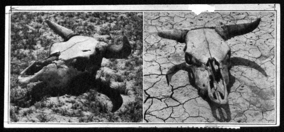 Side-by-side photos of cow skulls on cracked and dry ground