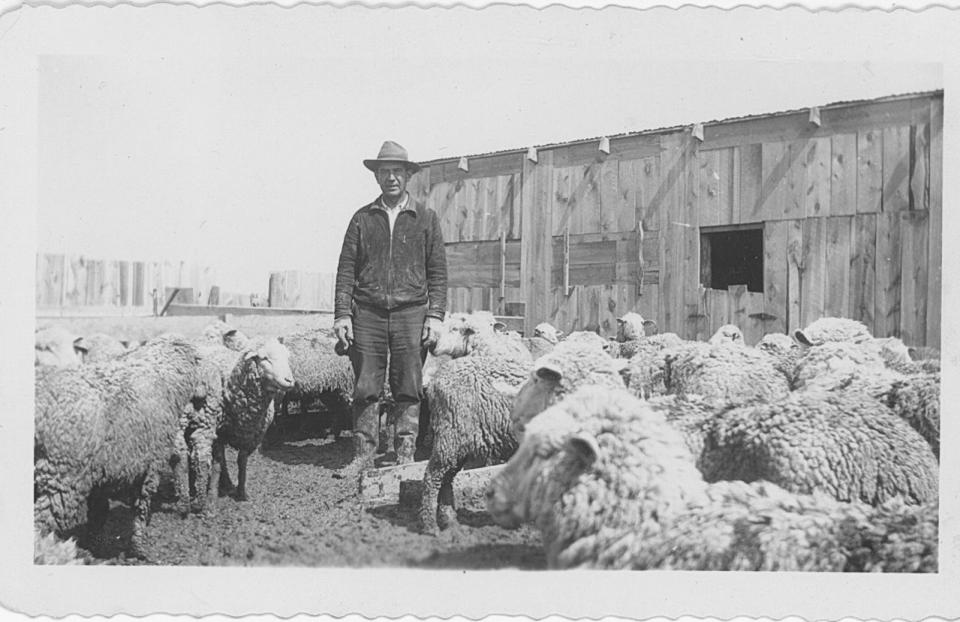 A young man in a cowboy hat stands amid a sheep herd in front of a shed.