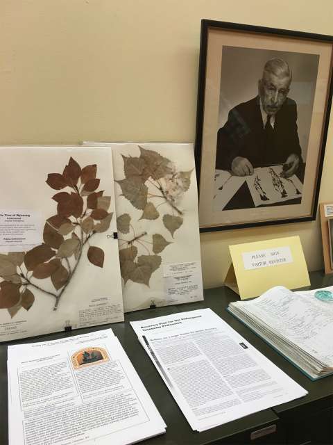 A photograph of Aven Nelson hangs at the Rocky Mountain Herbarium, which he founded in the early days of the university.  Lori Van Pelt.