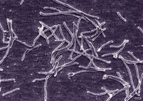 Thermus aquaticus, the microbe discovered by biologist Thomas D. Brock and his associates in the 1960s, contained a heat-tolerant enzyme that enabled huge scientific breakthroughs in DNA research. Wikipedia.