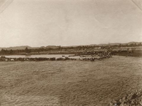 Photo of a distant herd of cows swimming across a wide river